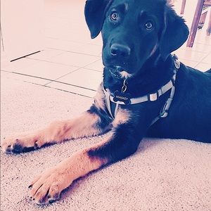 Meet your Posher, Sierra